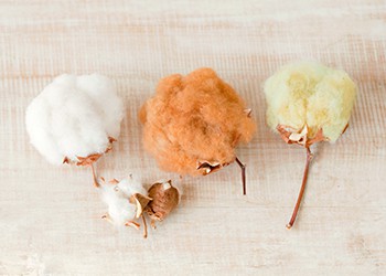 cotton3