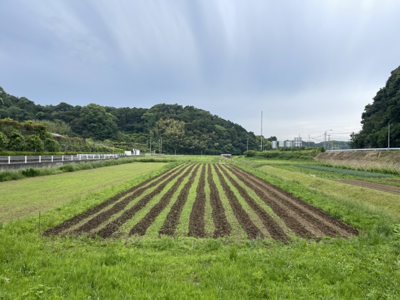 畝間は管理機、右端の2列は手での草取り