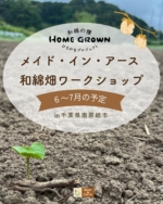 \和綿の種ひろがるプロジェクト/6〜7月の和綿畑ワークショップ予定のご案内♪