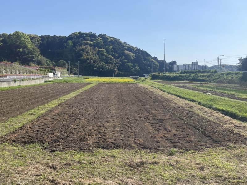 耕運して鶏糞を撒いた畑