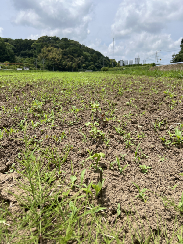 ワタの芽とともに草たちもちらほら