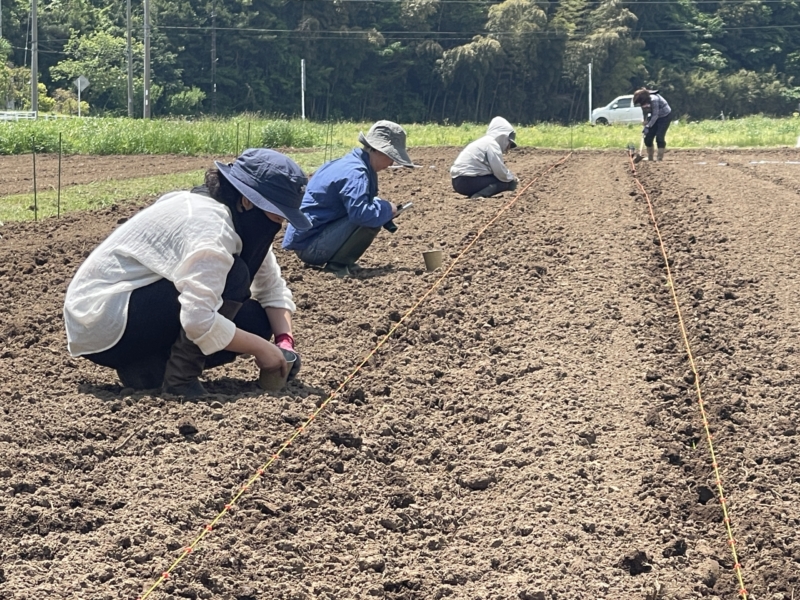 1m間隔で張った紐に沿って種まき