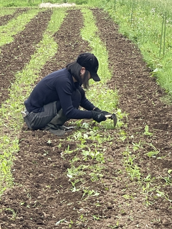 株周りの草たちは一つ一つ手で