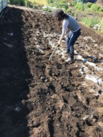 メイド・イン・アースの和綿プロジェクト　〜 横浜コットン畑 〜　下準備をしてきましたー！