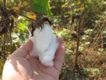 地雷原の人々の希望をのせたオーガニックコットンのカンボジア・クロマー。