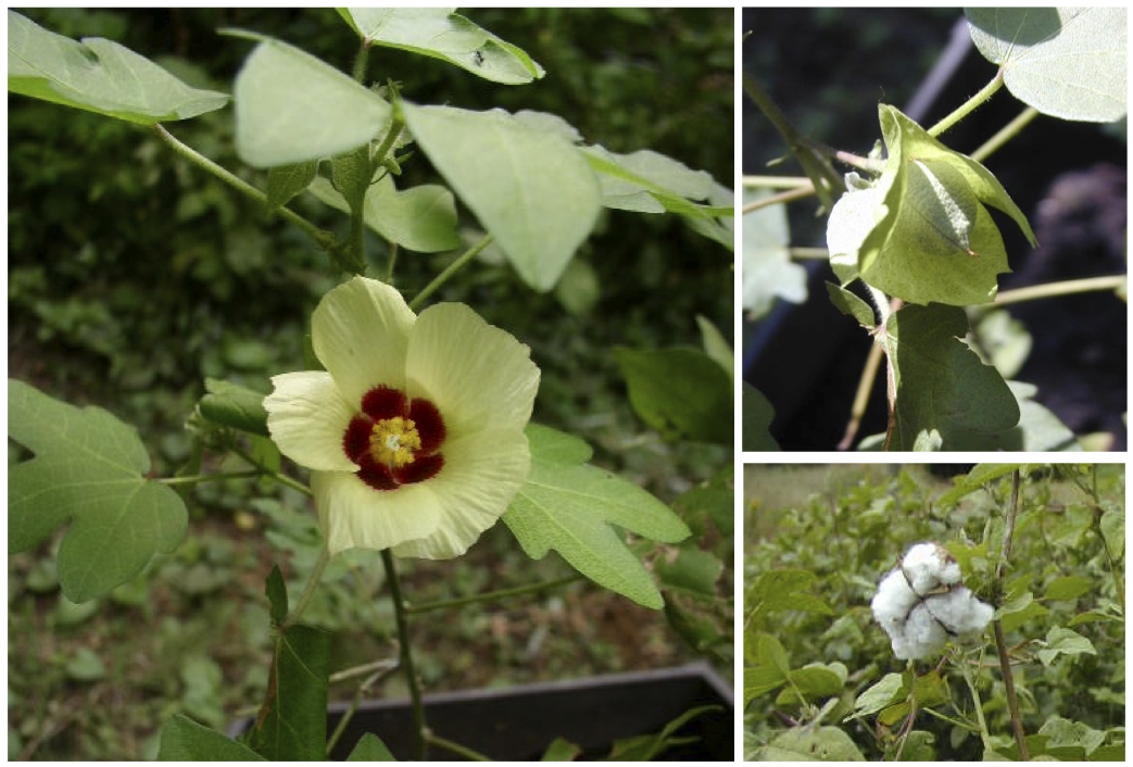 綿の花：黄色い可憐な花がしおれ、実ができて枯れる、中からふわっふわなコットンの繊維が溢れ出てきます
