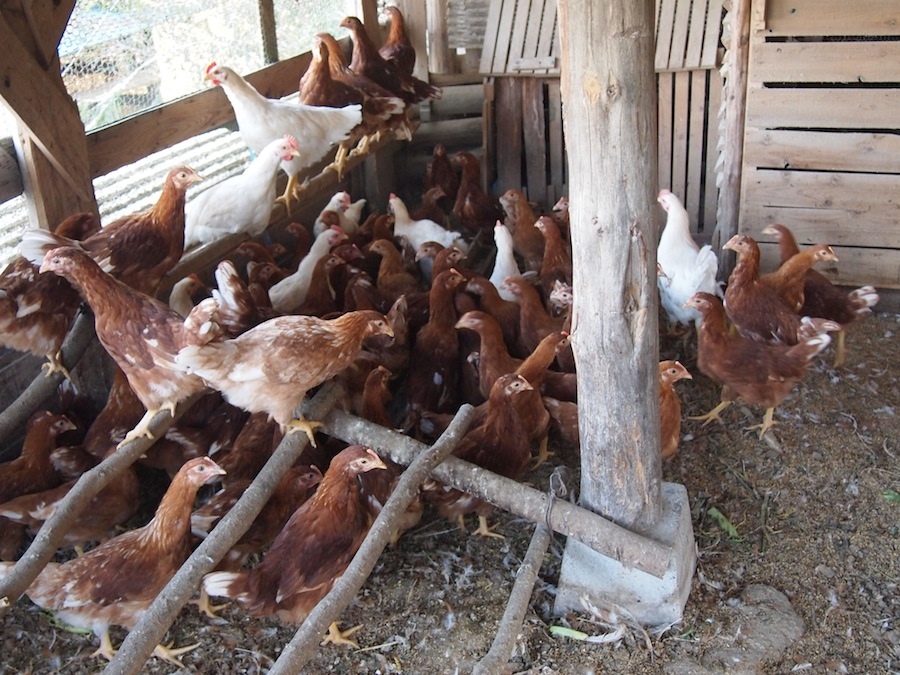 木製わたくり機 鴨川和綿農園製 自らワタを育て、紡ぎ、織る。 和棉の