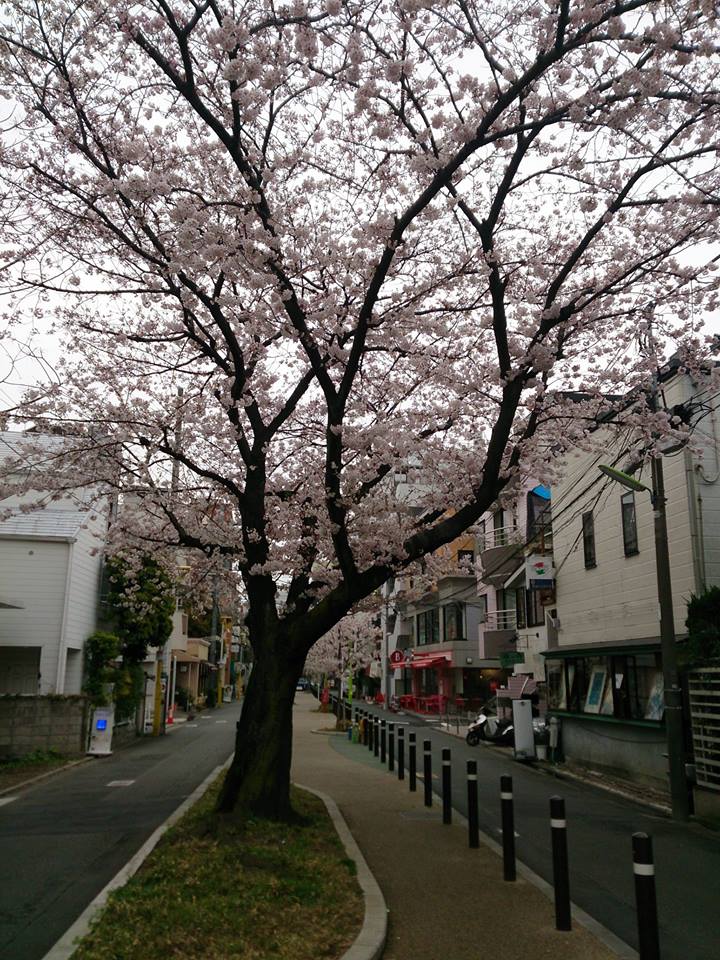 sakura