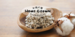 国産在来種コットンを育ててみませんか。メイド・イン・アースの和綿の種ひろがるプロジェクト〜HOME GROWN 2026〜 参加者募集のお知らせ